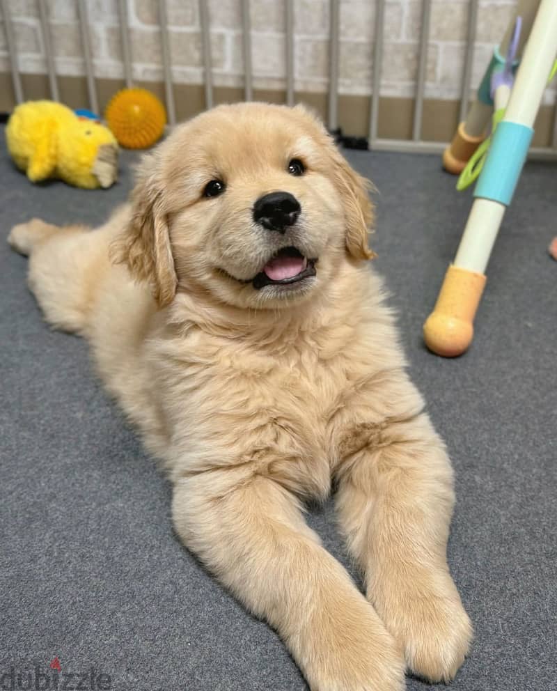 Male Golden Retriever puppy for sale 1