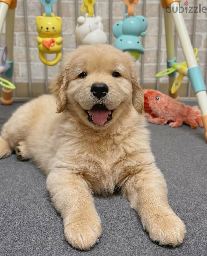 Male Golden Retriever puppy for sale 2