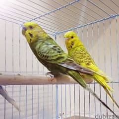 parrots buddgies jamboo with cage 0