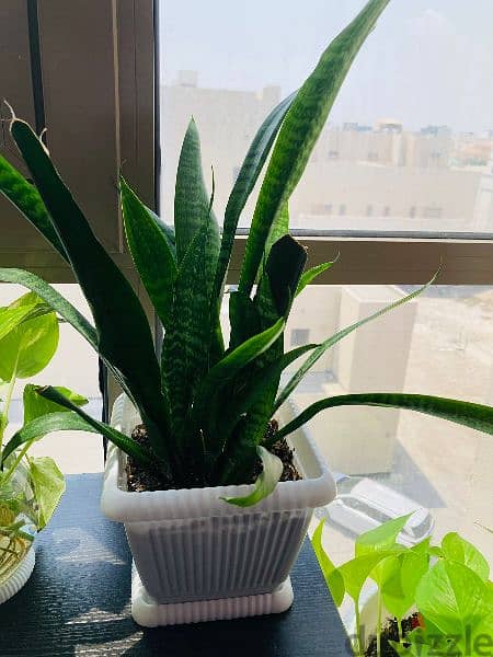 indoor plants for sale 5 bd 1