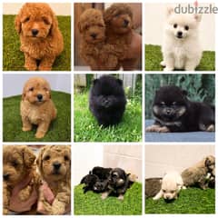 Mini toy poodle, Pomeranian, yorki, Golden Retriever 0