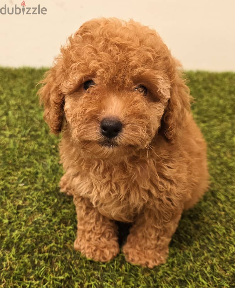 Mini toy poodle, Pomeranian, yorki, Golden Retriever 2