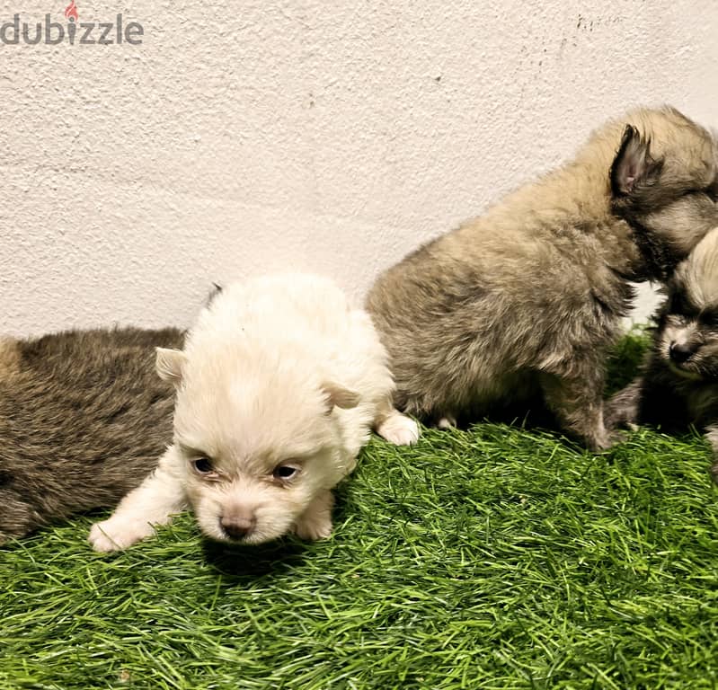 Mini toy poodle, Pomeranian, yorki, Golden Retriever 3