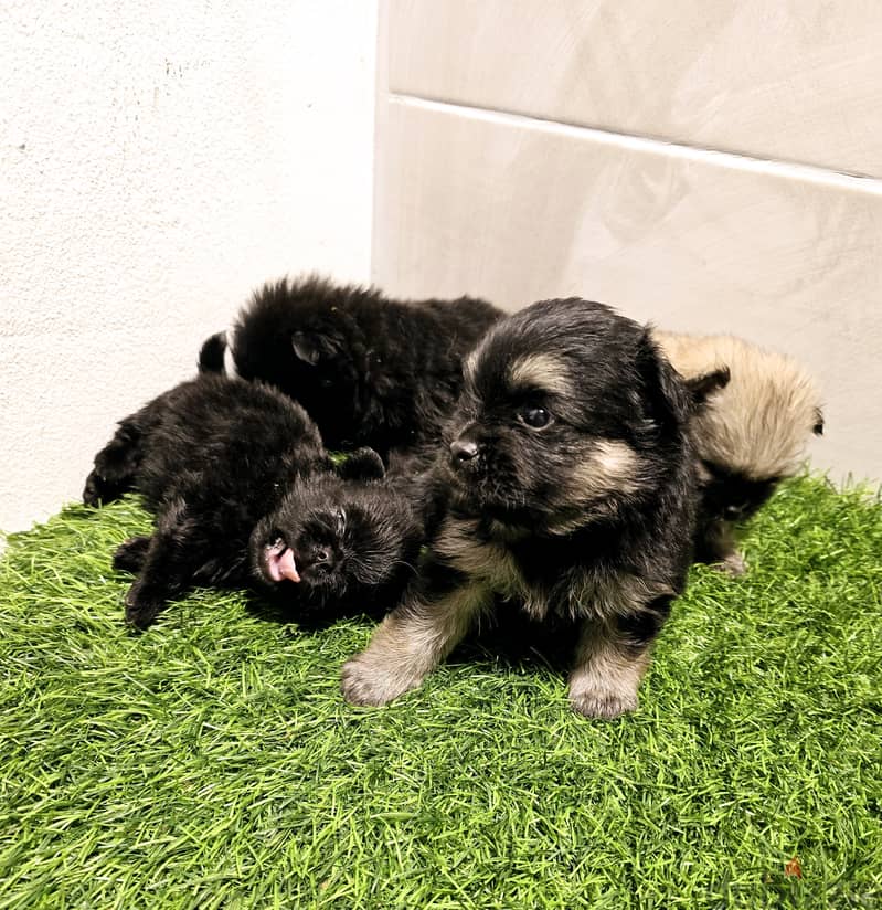 Mini toy poodle, Pomeranian, yorki, Golden Retriever 4