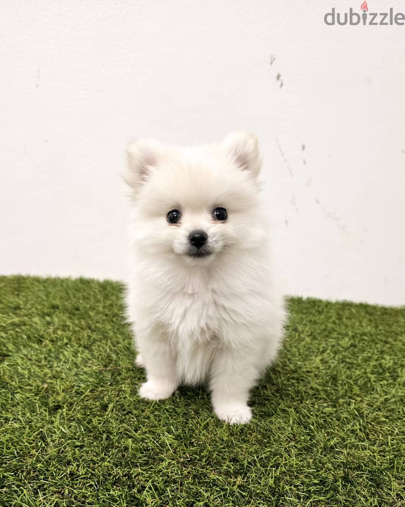 Mini toy poodle, Pomeranian, yorki, Golden Retriever 5