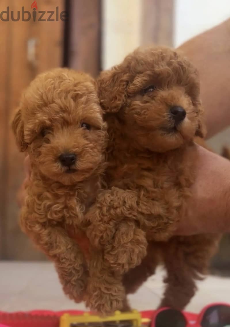 Mini toy poodle, Pomeranian, yorki, Golden Retriever 6