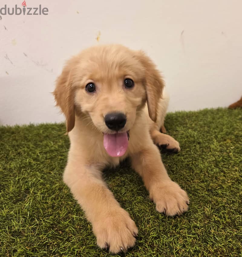 Mini toy poodle, Pomeranian, yorki, Golden Retriever 8