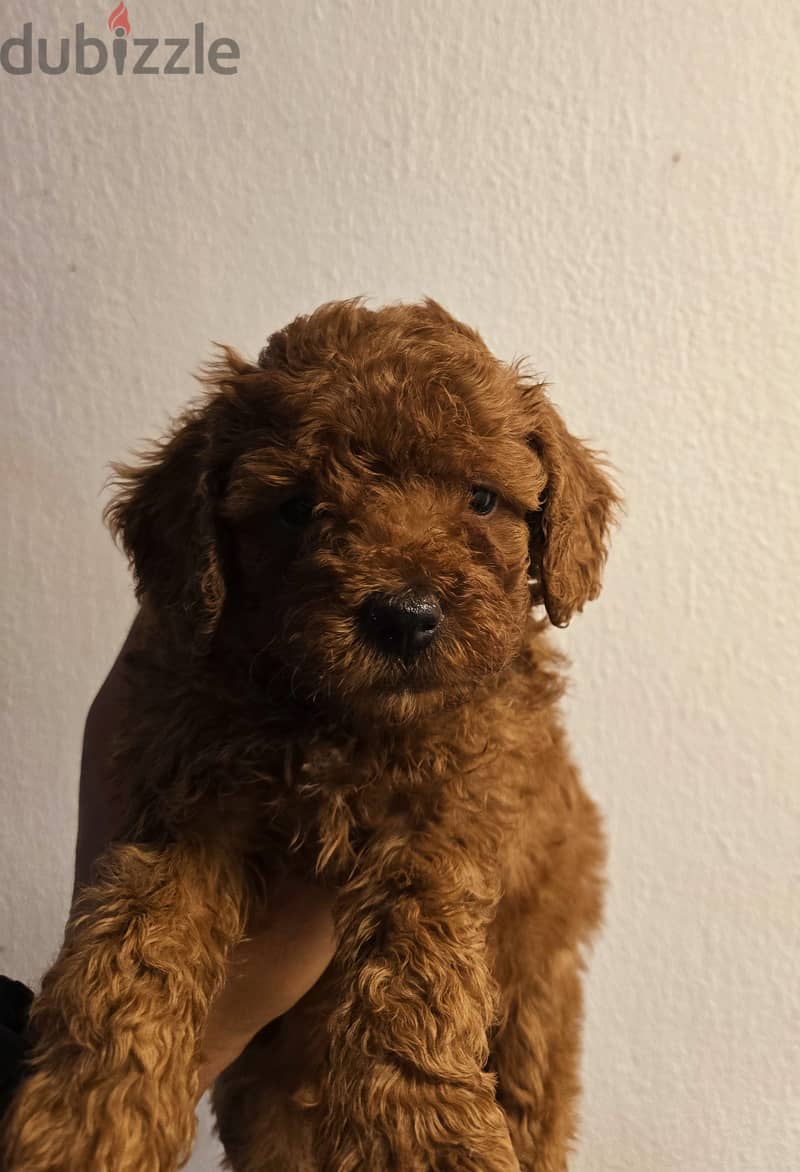 Mini toy poodle, Pomeranian, yorki, Golden Retriever 9