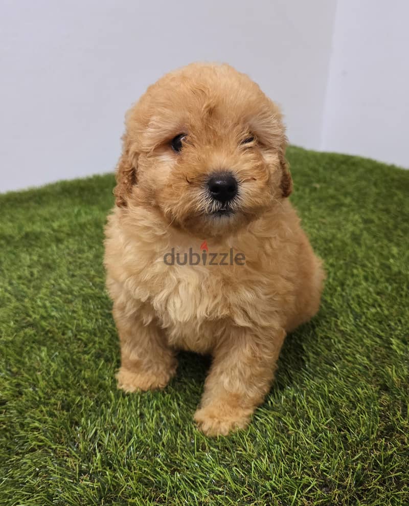 Mini toy poodle, Pomeranian, yorki, Golden Retriever 11