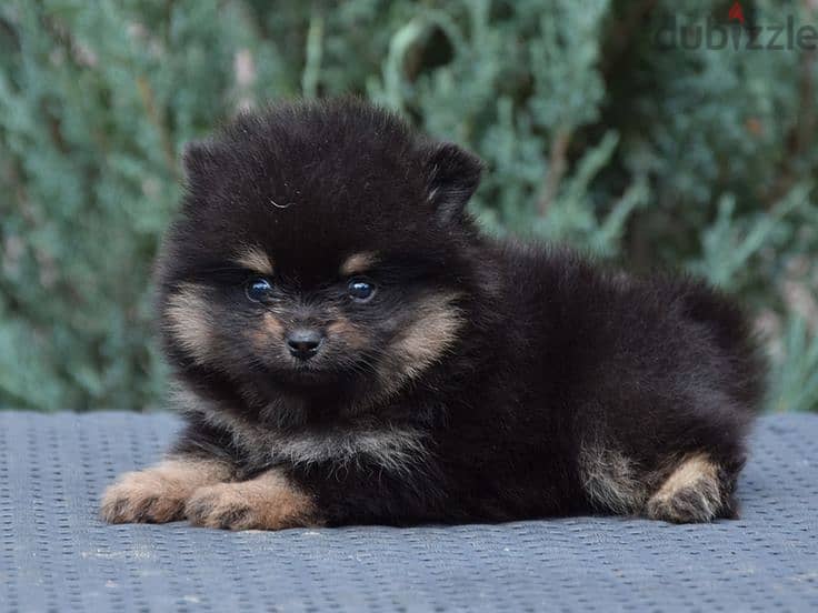 Mini toy poodle, Pomeranian, yorki, Golden Retriever 13