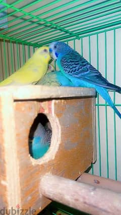 budgies