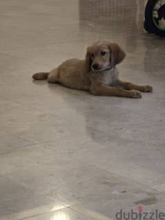 golden  retriever puppies 0