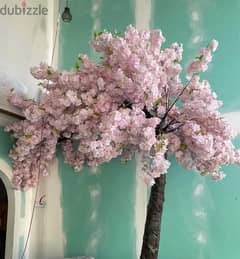 large cherry blossom tree