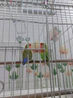 African love birds for sale 0