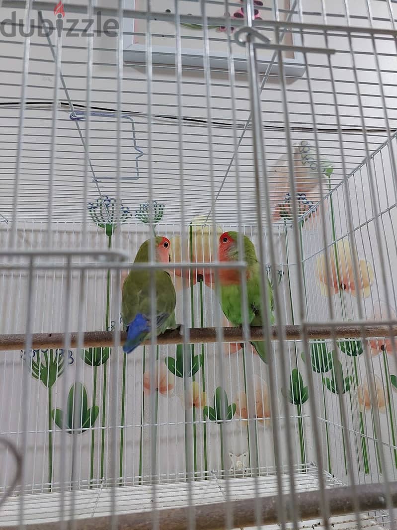 African love birds for sale 0