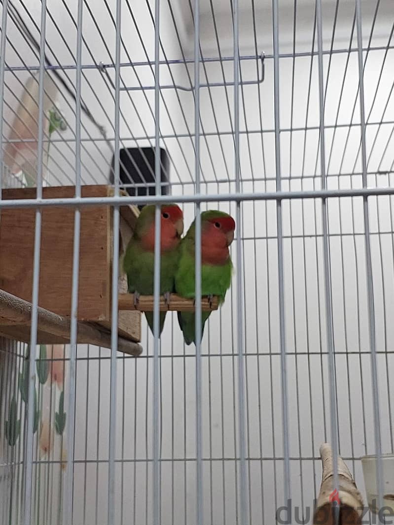 African love birds for sale 1