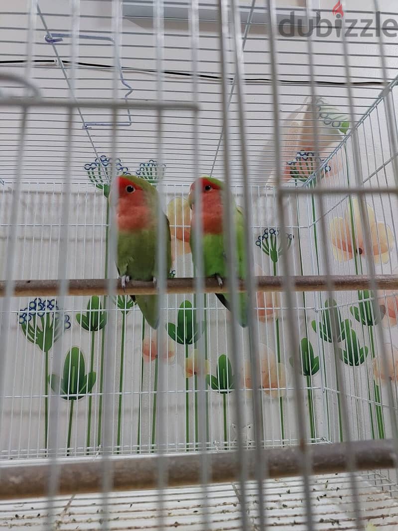 African love birds for sale 2