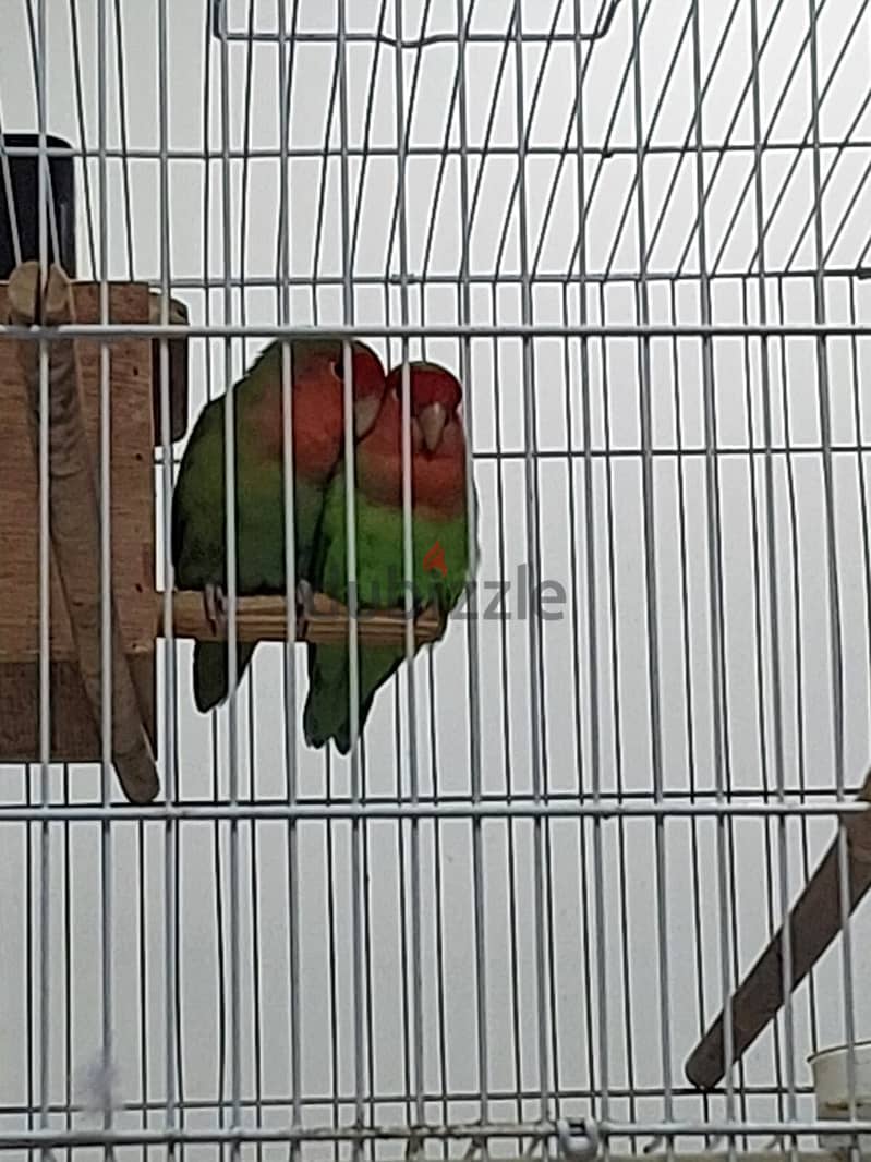 African love birds for sale 4