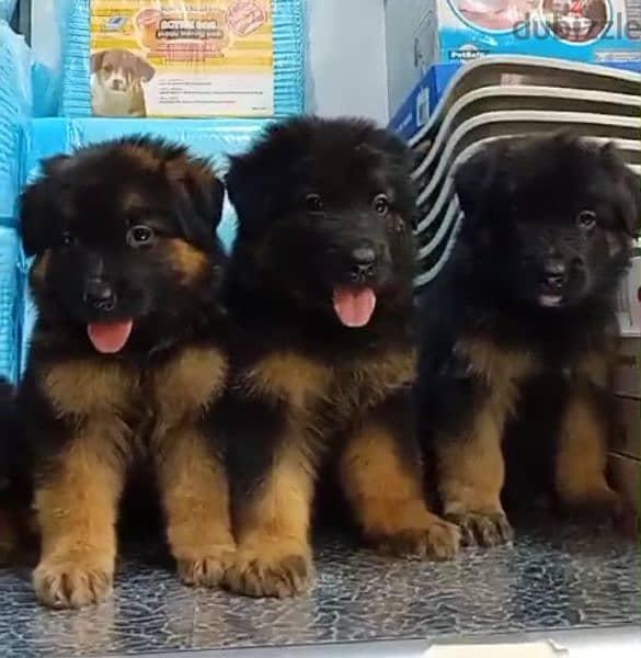 male and female German sheprd puppies long hair top level puppies 0