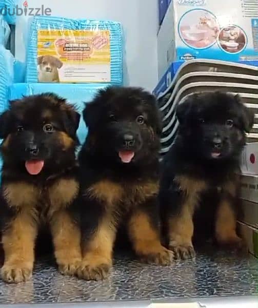 male and female German sheprd puppies long hair top level puppies 1