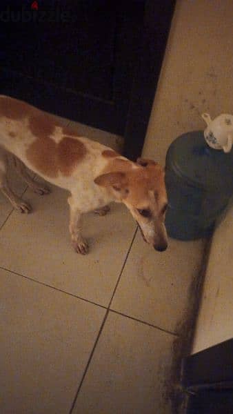 2 dogs for adoption and sale 2