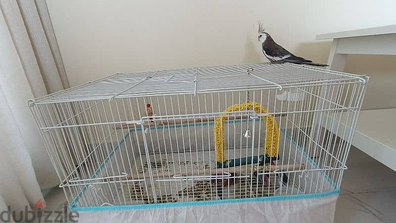 cocktail bird with cage 0