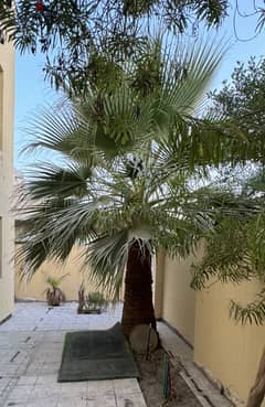 3 meter Washingtonia Palms tree for sale offer price