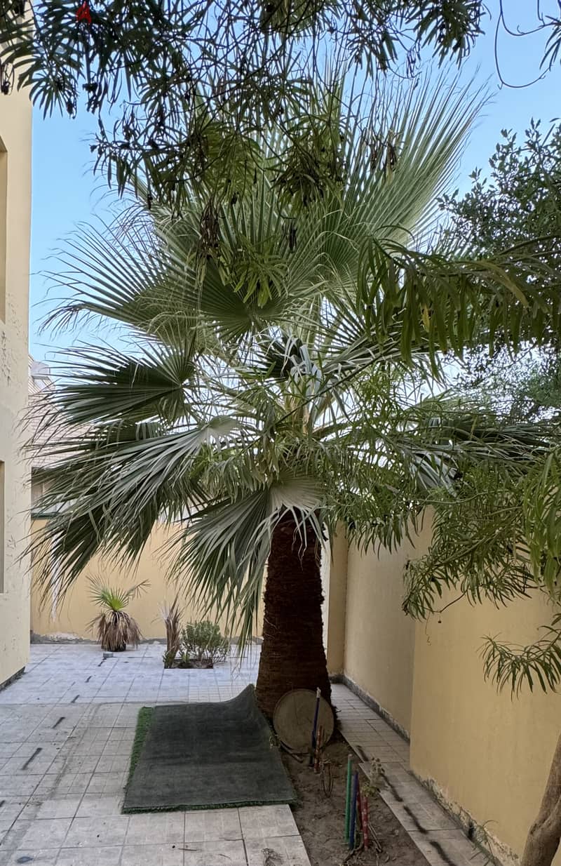 3 meter Washingtonia Palms tree for sale offer price 0