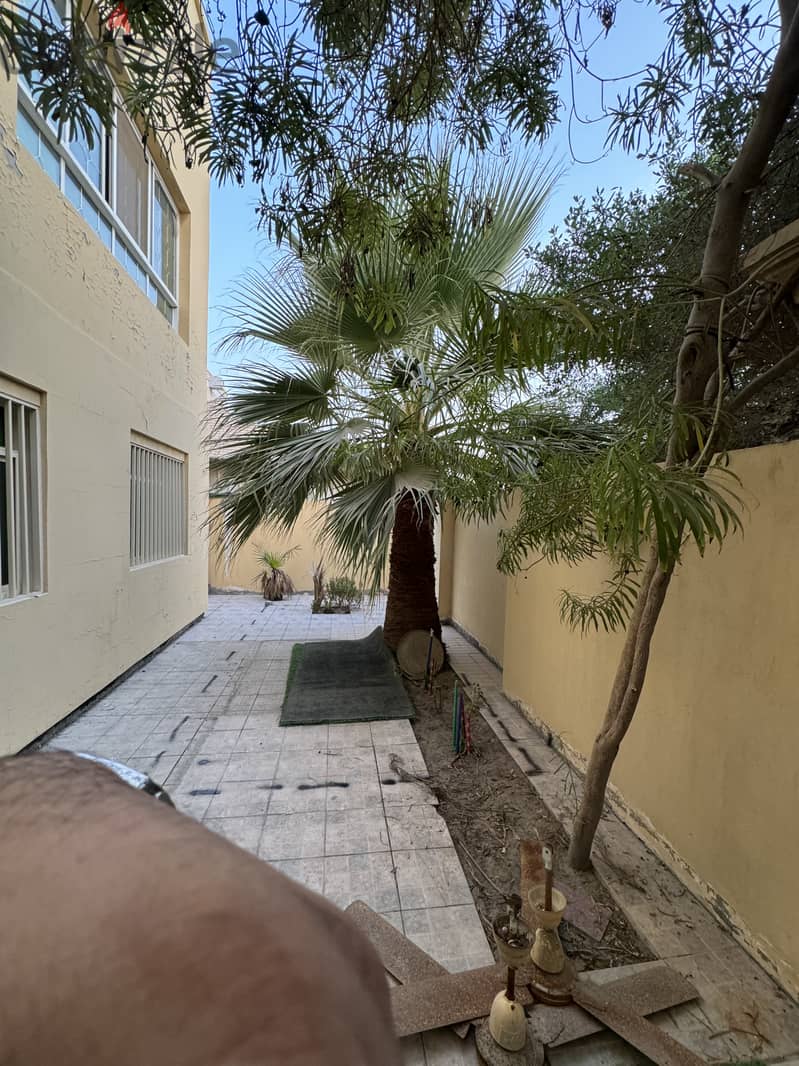 3 meter Washingtonia Palms tree for sale offer price 1