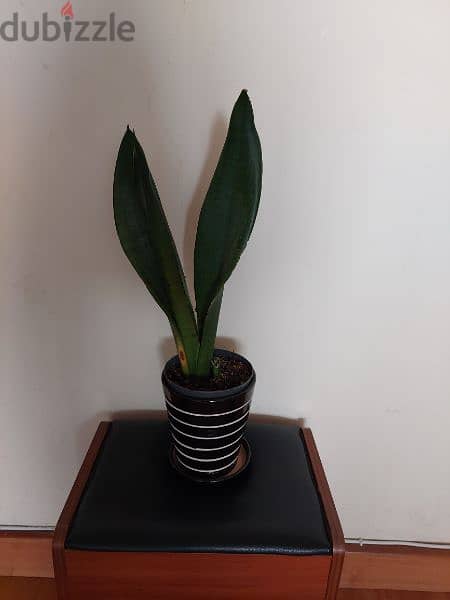 snake plant alongwith ceramic  pot each 3 0