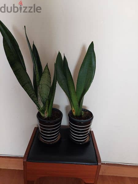 snake plant alongwith ceramic  pot each 3 1