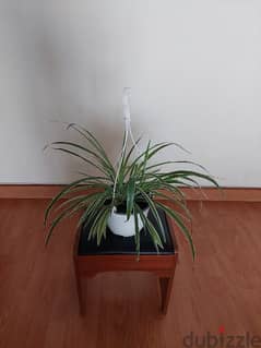 spider plant indoor 0