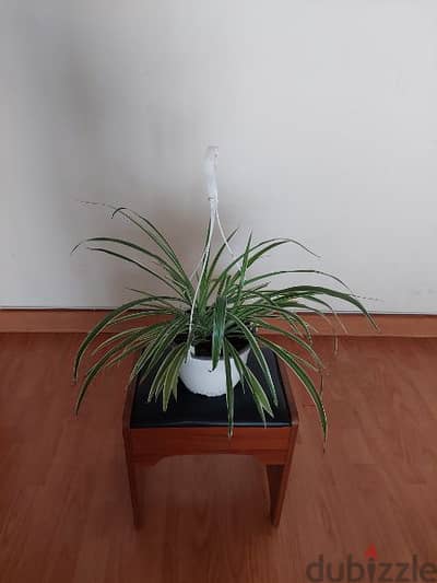 spider plant indoor