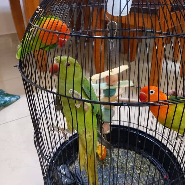 Birds for sale 3