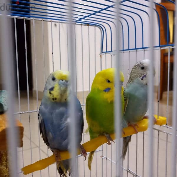 Birds for sale 2