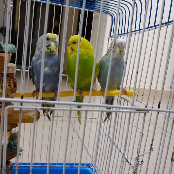 Birds for sale 4