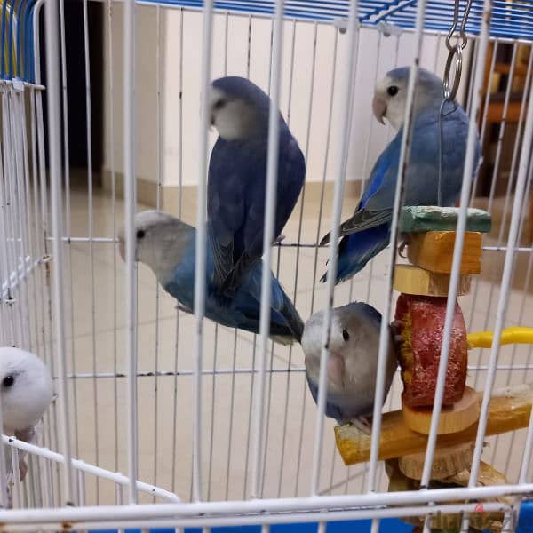 Birds for sale 5