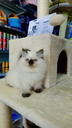 Himalayan kittens available