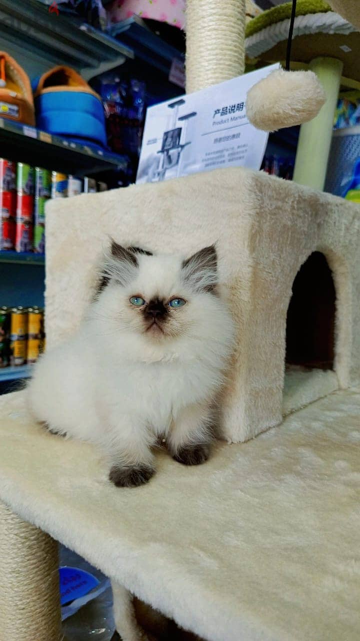 Himalayan kittens available 0