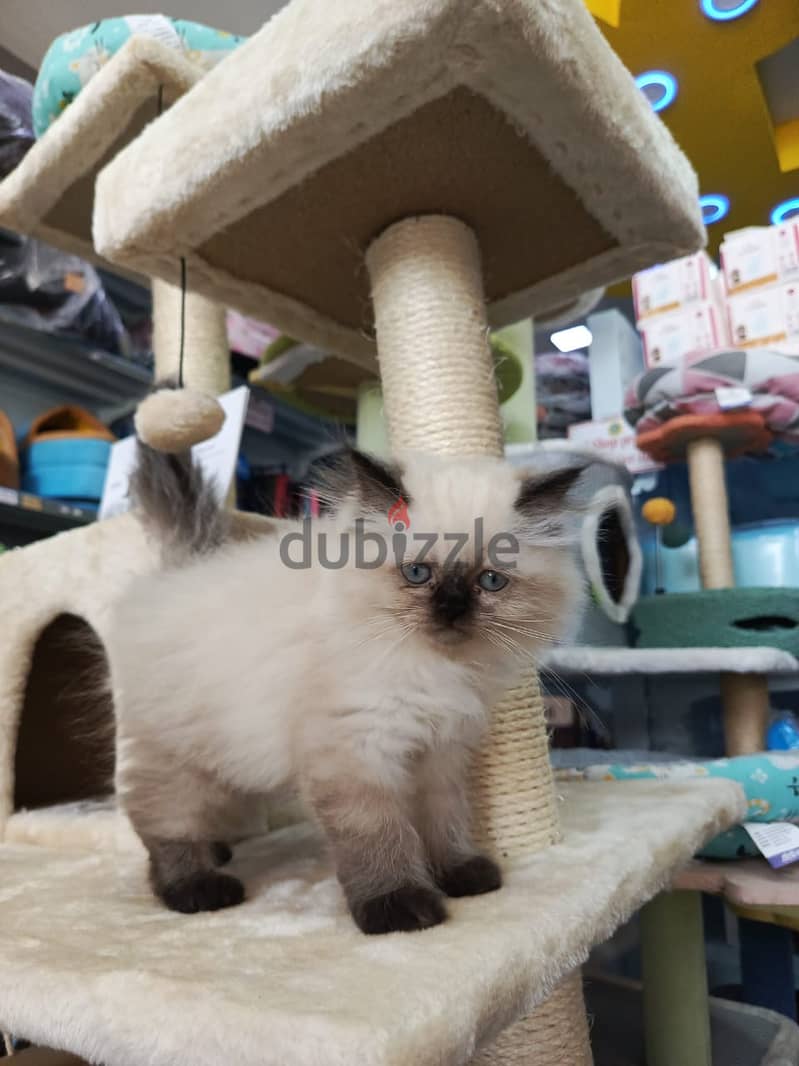 Himalayan kittens available 2