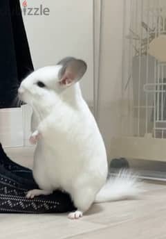 chinchillas Bahrain