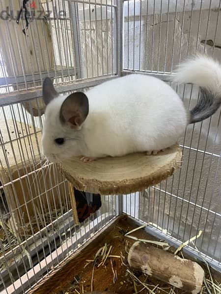 chinchillas Bahrain 1