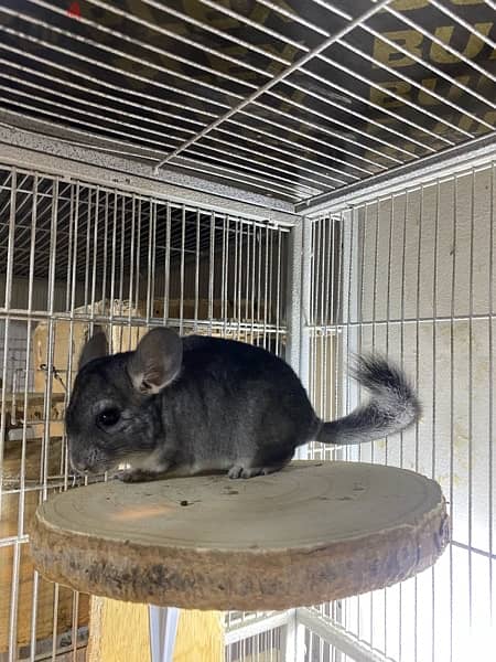 chinchillas Bahrain 3