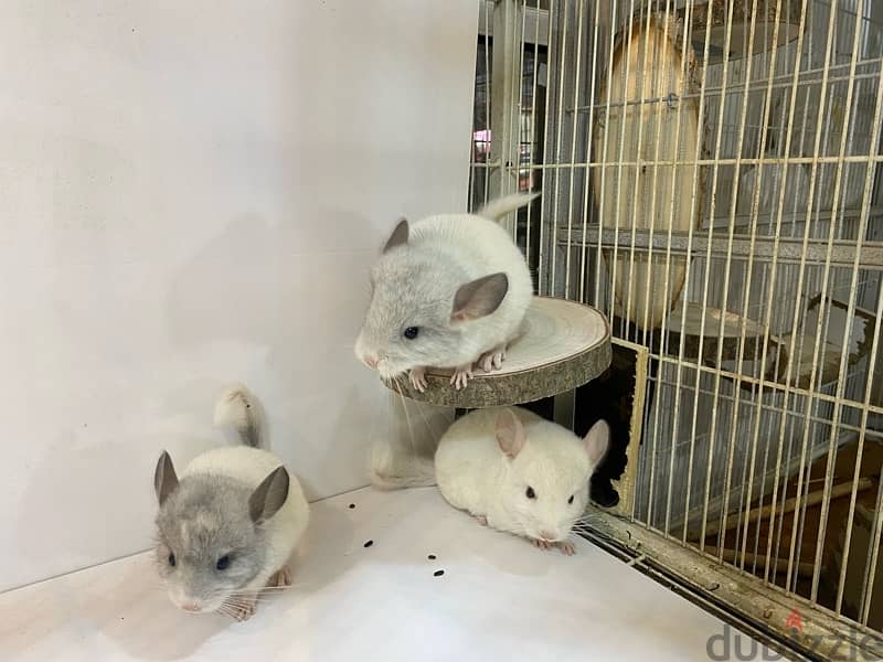 chinchillas Bahrain 4