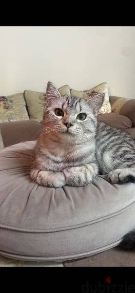 قطط سكوتش فولد للتبني الضروري Scottish Fold cats for adoption urgently 1