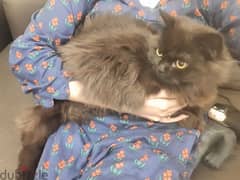 Persian cat for adoption