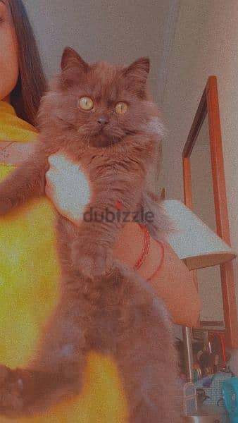 Persian cat for adoption 1