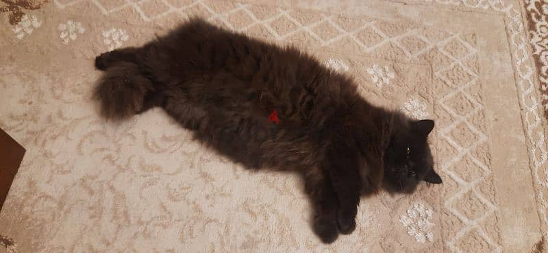 Persian cat for adoption 2