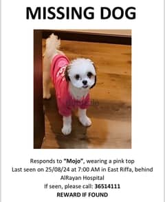 Missing dog