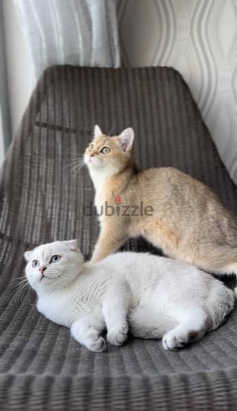 registered scottish male cats for sale 1